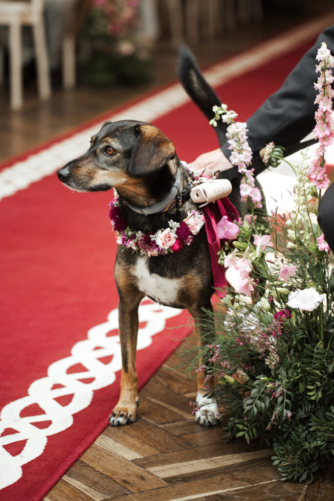 Dog as a Ring bearer with floral colar