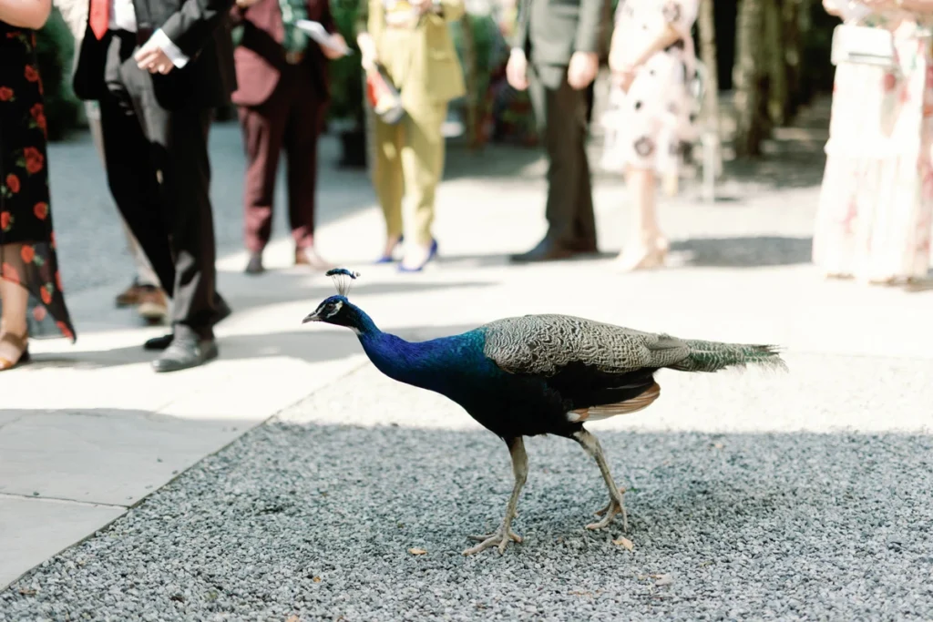 Der elegante hauseigene Pfau auf den weitläufigen Rasenflächen von Gloster House und Gardens